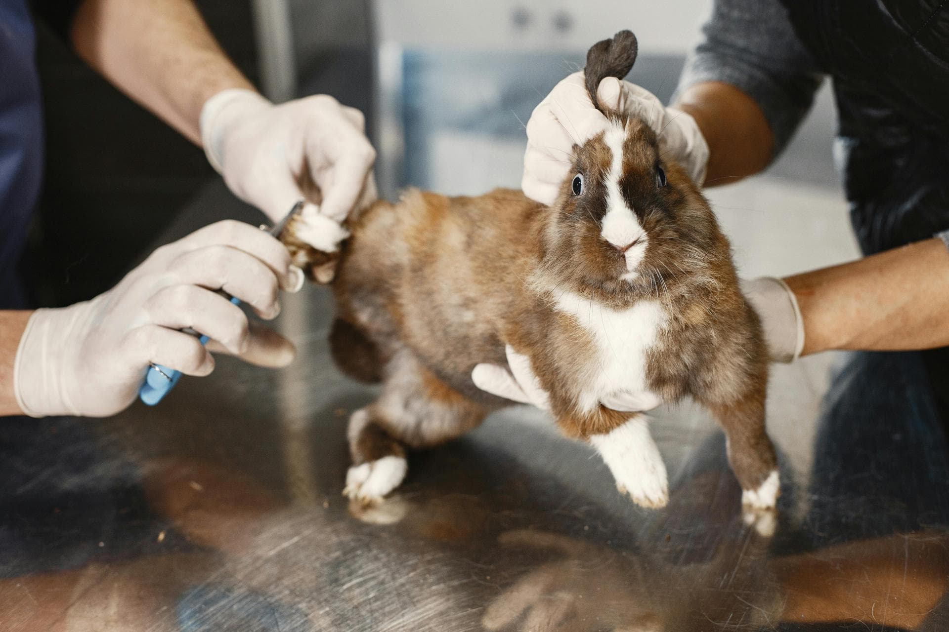 Best Vets in Stamford