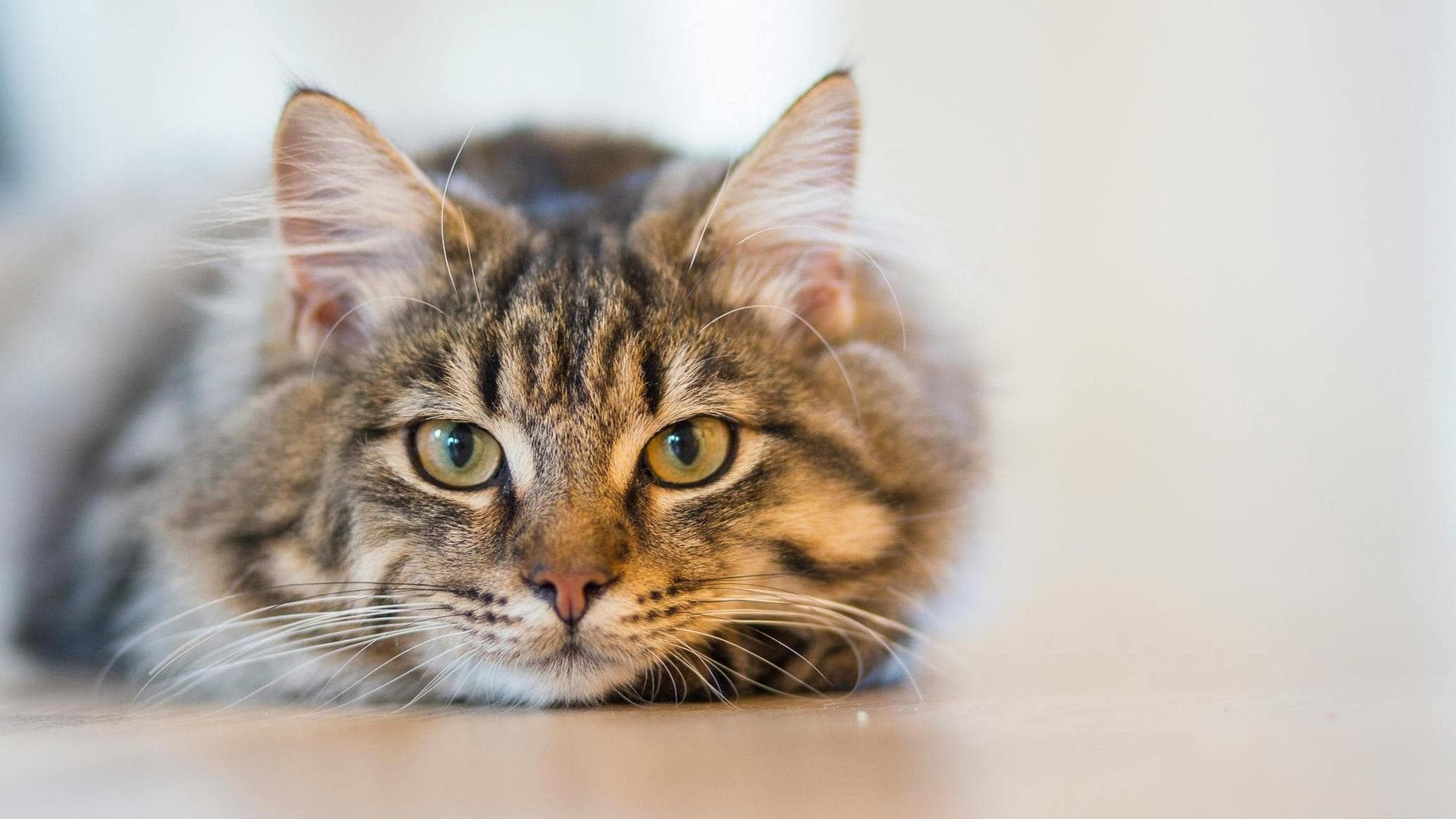 Vet Prices in Stamford