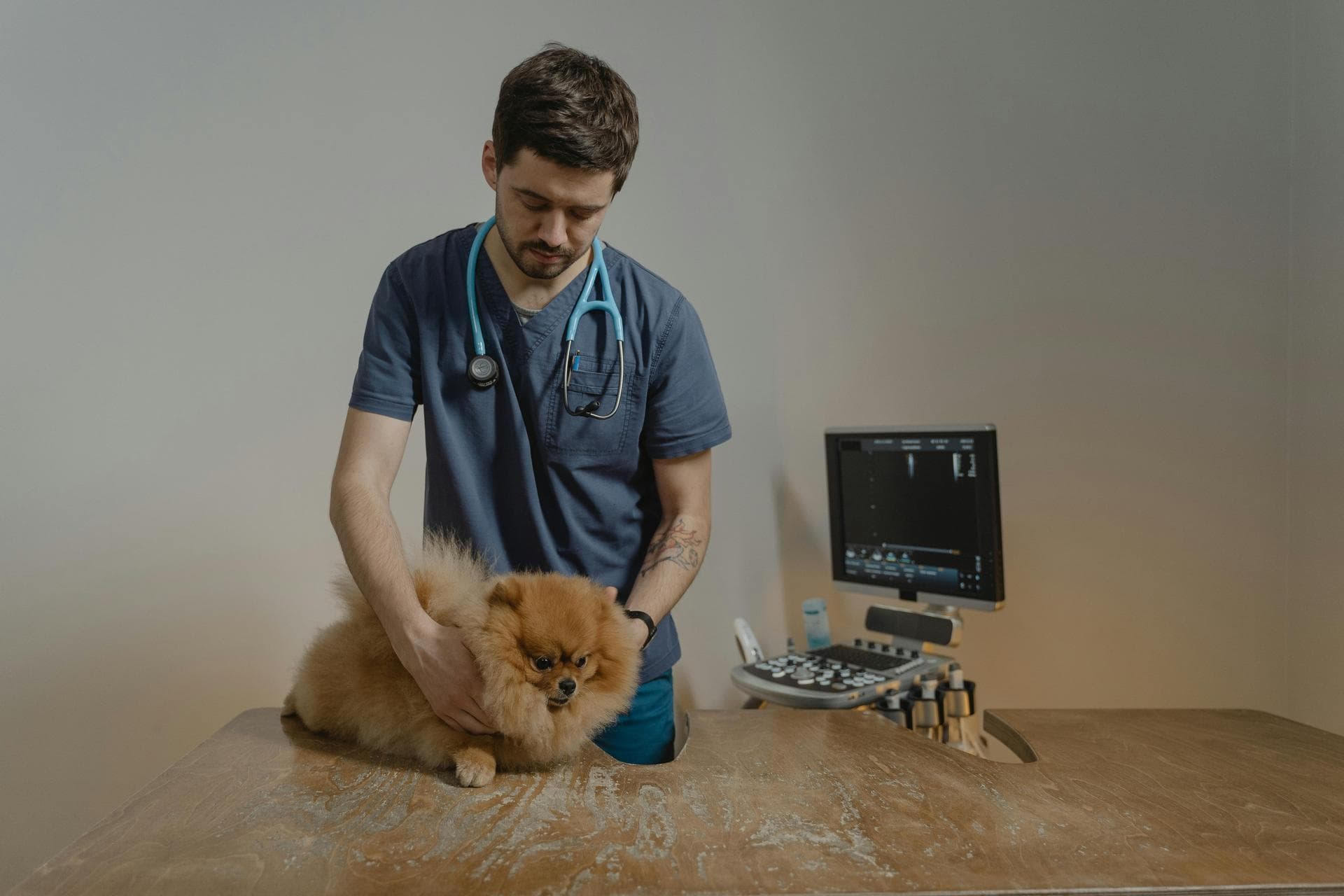 Vet Prices in Stamford